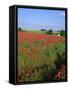 Landscape of a Field of Red Poppies in Flower in Summer, Near Beauvais, Picardie, France-Thouvenin Guy-Framed Stretched Canvas