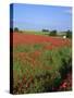 Landscape of a Field of Red Poppies in Flower in Summer, Near Beauvais, Picardie, France-Thouvenin Guy-Stretched Canvas