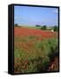 Landscape of a Field of Red Poppies in Flower in Summer, Near Beauvais, Picardie, France-Thouvenin Guy-Framed Stretched Canvas