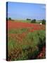 Landscape of a Field of Red Poppies in Flower in Summer, Near Beauvais, Picardie, France-Thouvenin Guy-Stretched Canvas