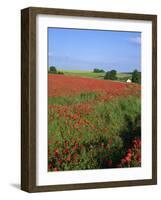 Landscape of a Field of Red Poppies in Flower in Summer, Near Beauvais, Picardie, France-Thouvenin Guy-Framed Photographic Print