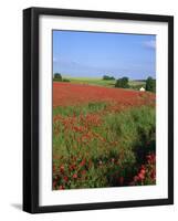 Landscape of a Field of Red Poppies in Flower in Summer, Near Beauvais, Picardie, France-Thouvenin Guy-Framed Photographic Print