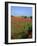 Landscape of a Field of Red Poppies in Flower in Summer, Near Beauvais, Picardie, France-Thouvenin Guy-Framed Photographic Print