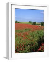 Landscape of a Field of Red Poppies in Flower in Summer, Near Beauvais, Picardie, France-Thouvenin Guy-Framed Photographic Print