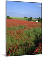 Landscape of a Field of Red Poppies in Flower in Summer, Near Beauvais, Picardie, France-Thouvenin Guy-Mounted Photographic Print