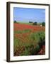 Landscape of a Field of Red Poppies in Flower in Summer, Near Beauvais, Picardie, France-Thouvenin Guy-Framed Photographic Print