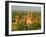 Landscape of Ancient Temples and Pagodas, Bagan (Pagan), Myanmar (Burma)-Gavin Hellier-Framed Photographic Print