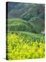 Landscape of Canola and Terraced Rice Paddies, China-Keren Su-Stretched Canvas