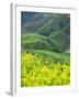 Landscape of Canola and Terraced Rice Paddies, China-Keren Su-Framed Premium Photographic Print