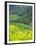 Landscape of Canola and Terraced Rice Paddies, China-Keren Su-Framed Premium Photographic Print