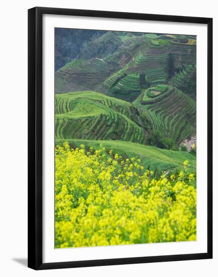 Landscape of Canola and Terraced Rice Paddies, China-Keren Su-Framed Premium Photographic Print