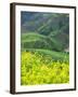 Landscape of Canola and Terraced Rice Paddies, China-Keren Su-Framed Premium Photographic Print