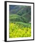 Landscape of Canola and Terraced Rice Paddies, China-Keren Su-Framed Premium Photographic Print