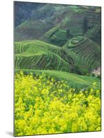 Landscape of Canola and Terraced Rice Paddies, China-Keren Su-Mounted Premium Photographic Print