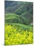 Landscape of Canola and Terraced Rice Paddies, China-Keren Su-Mounted Photographic Print