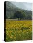 Landscape of Field of Sunflowers Near Ferrassieres in the Drome, Rhone-Alpes, France, Europe-Michael Busselle-Stretched Canvas