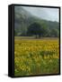 Landscape of Field of Sunflowers Near Ferrassieres in the Drome, Rhone-Alpes, France, Europe-Michael Busselle-Framed Stretched Canvas