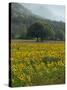 Landscape of Field of Sunflowers Near Ferrassieres in the Drome, Rhone-Alpes, France, Europe-Michael Busselle-Stretched Canvas