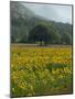 Landscape of Field of Sunflowers Near Ferrassieres in the Drome, Rhone-Alpes, France, Europe-Michael Busselle-Mounted Photographic Print