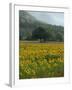 Landscape of Field of Sunflowers Near Ferrassieres in the Drome, Rhone-Alpes, France, Europe-Michael Busselle-Framed Photographic Print