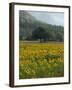 Landscape of Field of Sunflowers Near Ferrassieres in the Drome, Rhone-Alpes, France, Europe-Michael Busselle-Framed Photographic Print