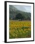 Landscape of Field of Sunflowers Near Ferrassieres in the Drome, Rhone-Alpes, France, Europe-Michael Busselle-Framed Photographic Print