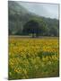 Landscape of Field of Sunflowers Near Ferrassieres in the Drome, Rhone-Alpes, France, Europe-Michael Busselle-Mounted Photographic Print