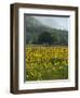 Landscape of Field of Sunflowers Near Ferrassieres in the Drome, Rhone-Alpes, France, Europe-Michael Busselle-Framed Photographic Print
