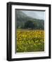 Landscape of Field of Sunflowers Near Ferrassieres in the Drome, Rhone-Alpes, France, Europe-Michael Busselle-Framed Photographic Print