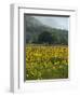 Landscape of Field of Sunflowers Near Ferrassieres in the Drome, Rhone-Alpes, France, Europe-Michael Busselle-Framed Photographic Print