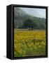 Landscape of Field of Sunflowers Near Ferrassieres in the Drome, Rhone-Alpes, France, Europe-Michael Busselle-Framed Stretched Canvas