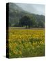 Landscape of Field of Sunflowers Near Ferrassieres in the Drome, Rhone-Alpes, France, Europe-Michael Busselle-Stretched Canvas