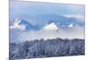 Landscape of forest and snow mountain, Haines, Alaska, USA-Keren Su-Mounted Photographic Print