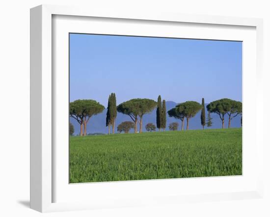 Landscape of Green Field, Parasol Pines and Cypress Trees, Province of Grosseto, Tuscany, Italy-Morandi Bruno-Framed Photographic Print