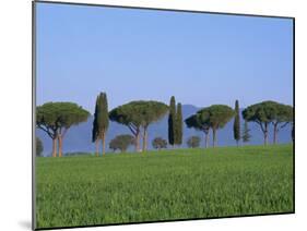 Landscape of Green Field, Parasol Pines and Cypress Trees, Province of Grosseto, Tuscany, Italy-Morandi Bruno-Mounted Photographic Print