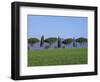 Landscape of Green Field, Parasol Pines and Cypress Trees, Province of Grosseto, Tuscany, Italy-Morandi Bruno-Framed Photographic Print
