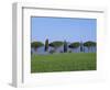 Landscape of Green Field, Parasol Pines and Cypress Trees, Province of Grosseto, Tuscany, Italy-Morandi Bruno-Framed Photographic Print