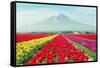 Landscape of Japan Tulips with Mt.Fuji in Japan.-Prasit Rodphan-Framed Stretched Canvas