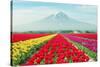 Landscape of Japan Tulips with Mt.Fuji in Japan.-Prasit Rodphan-Stretched Canvas