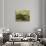 Landscape of Lake Maggiore-Giambattista-Stretched Canvas displayed on a wall