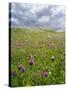 Landscape of Lewis Island, Scotland-Martin Zwick-Stretched Canvas