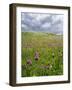 Landscape of Lewis Island, Scotland-Martin Zwick-Framed Photographic Print