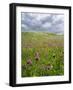 Landscape of Lewis Island, Scotland-Martin Zwick-Framed Photographic Print