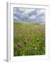 Landscape of Lewis Island, Scotland-Martin Zwick-Framed Photographic Print