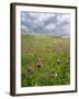 Landscape of Lewis Island, Scotland-Martin Zwick-Framed Photographic Print