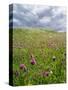 Landscape of Lewis Island, Scotland-Martin Zwick-Stretched Canvas
