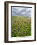 Landscape of Lewis Island, Scotland-Martin Zwick-Framed Photographic Print