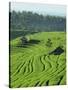 Landscape of Lush Green Rice Terraces on Bali, Indonesia, Southeast Asia-Alain Evrard-Stretched Canvas