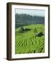 Landscape of Lush Green Rice Terraces on Bali, Indonesia, Southeast Asia-Alain Evrard-Framed Photographic Print