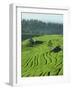 Landscape of Lush Green Rice Terraces on Bali, Indonesia, Southeast Asia-Alain Evrard-Framed Photographic Print